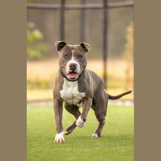 Photo of Shadow (Impound 1324)