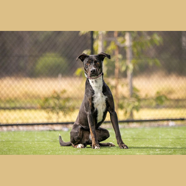 Photo of Steel Imp 610