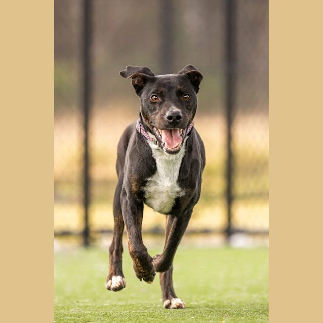 Photo of Steel Imp 610