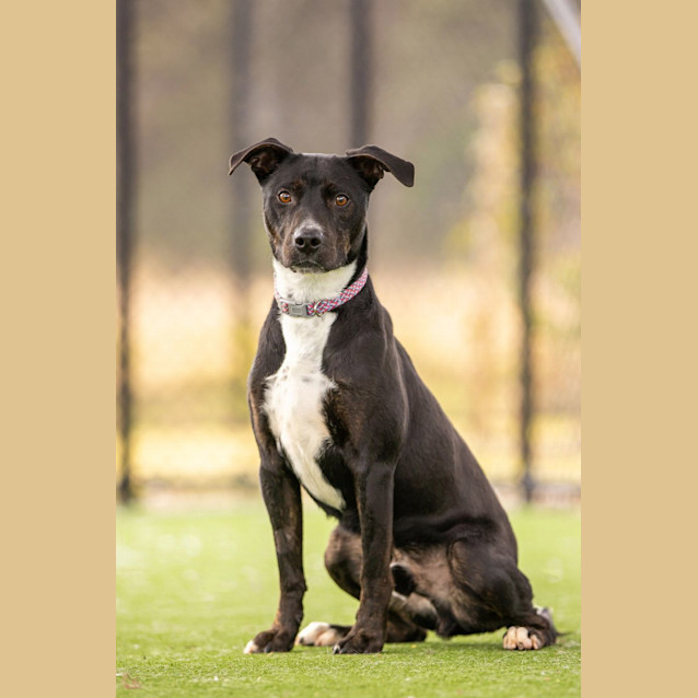 Photo of Steel Imp 610