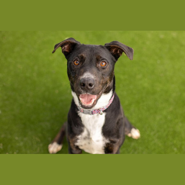 Photo of Steel Imp 610