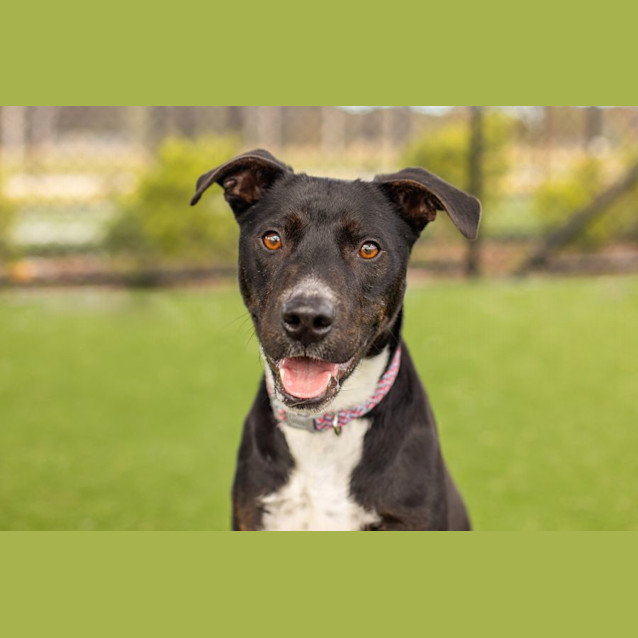 Photo of Steel Imp 610