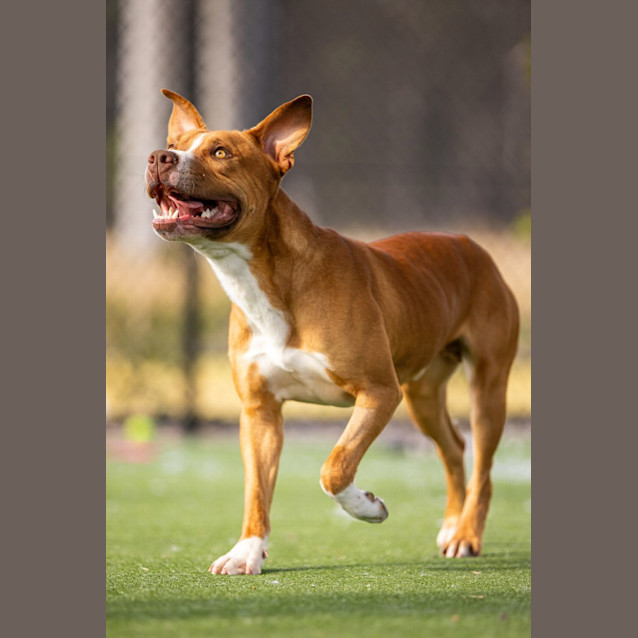 Photo of Oscar Imp 1121