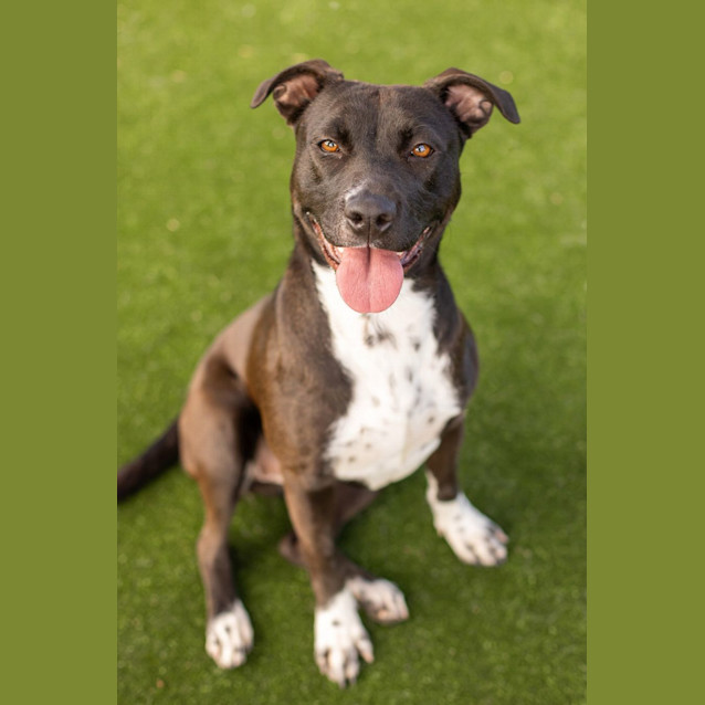 Photo of Patty Imp 1058