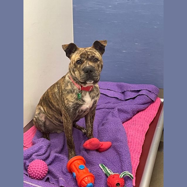 Photo of Little Badger