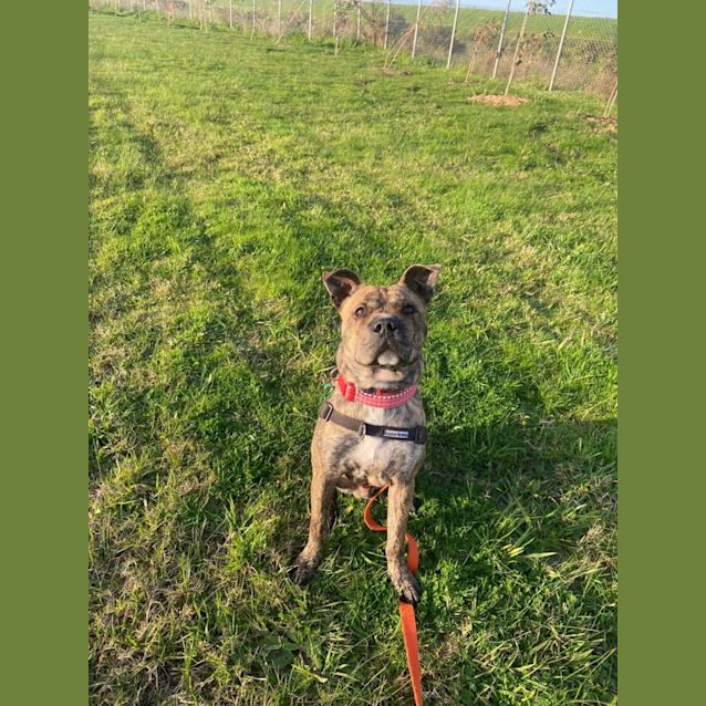 Photo of Little Badger