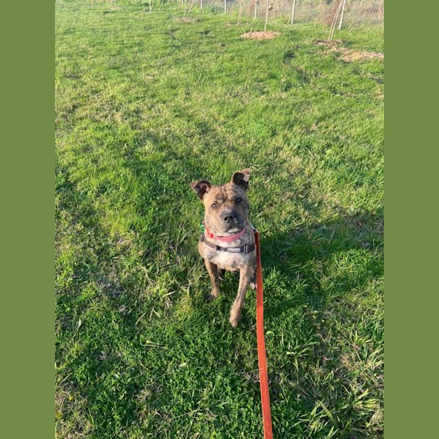 Photo of Little Badger