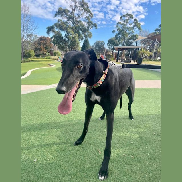 Photo of Hogan   5yo   Greyhound