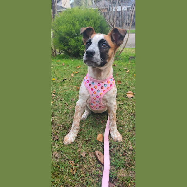 Photo of Disco