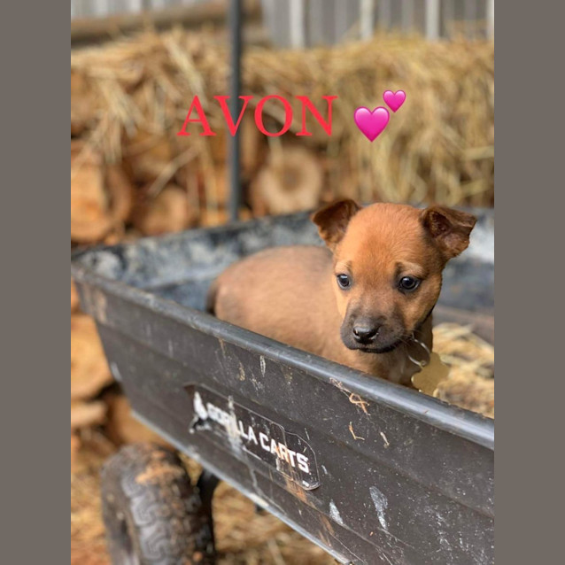 Photo of Avon
