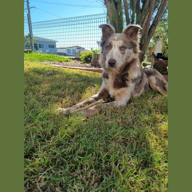 Photo of Cali   10 Month Old Koolie (Trial)