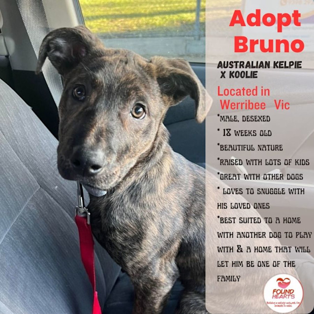 Photo of Bruno 