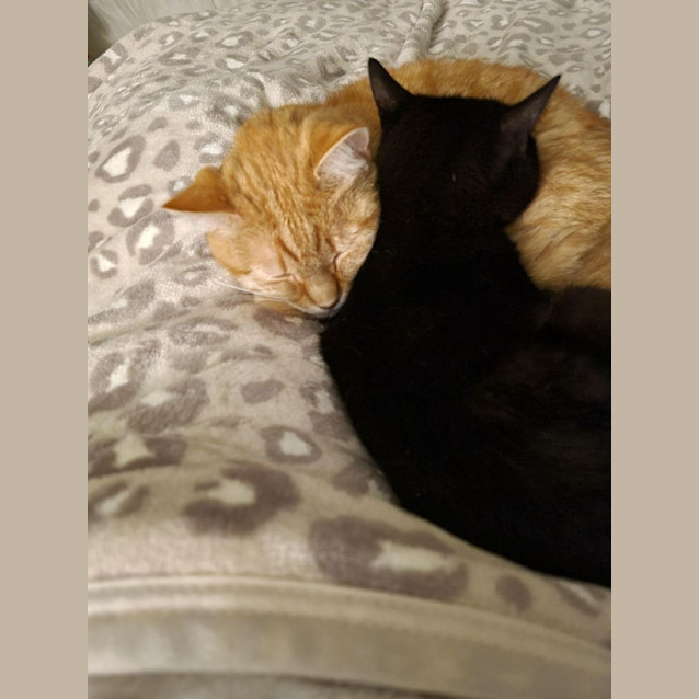 Photo of Nya   Located In Roxburgh Park