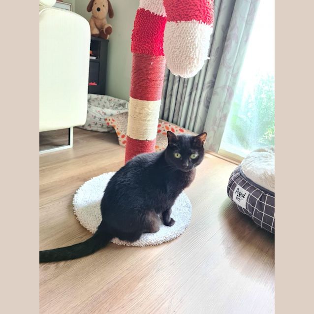 Photo of Nya   Located In Roxburgh Park