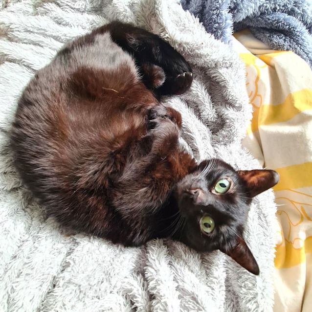 Photo of Nya   Located In Roxburgh Park