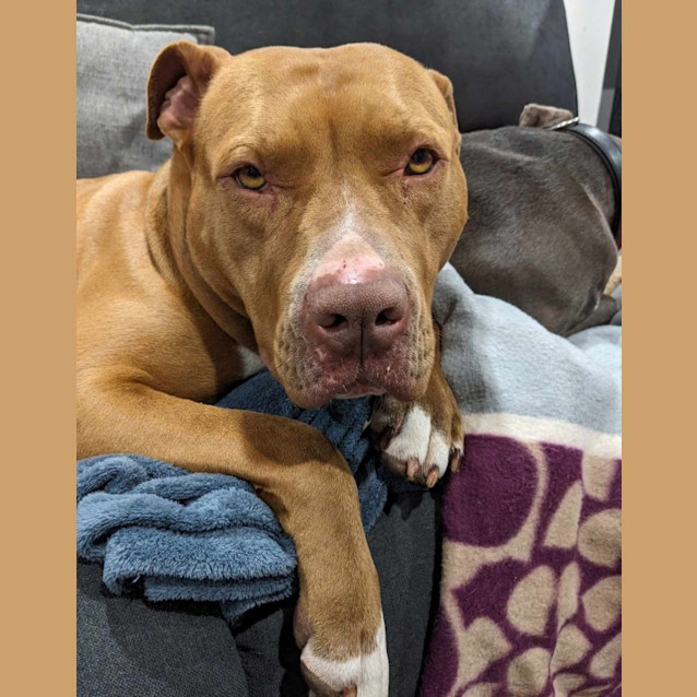 Photo of Rosie 