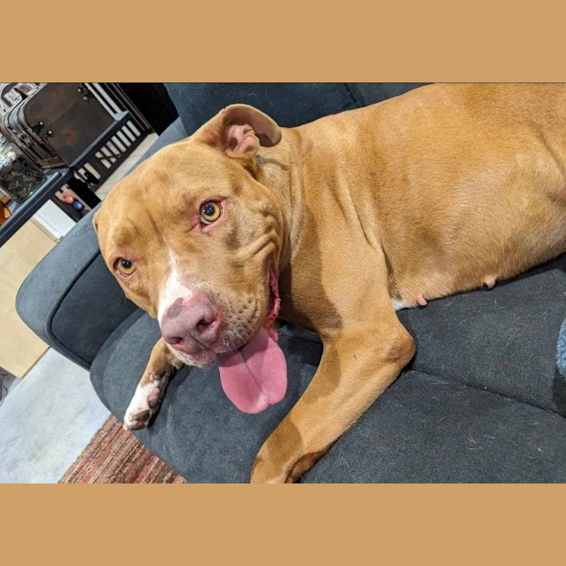 Photo of Rosie 
