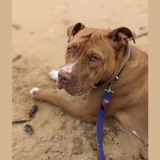 Photo of Rosie 