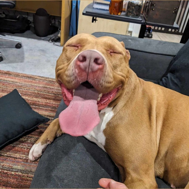 Photo of Rosie 
