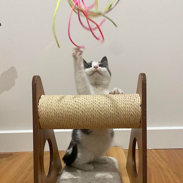 Photo of Finley   Located In Braybrook