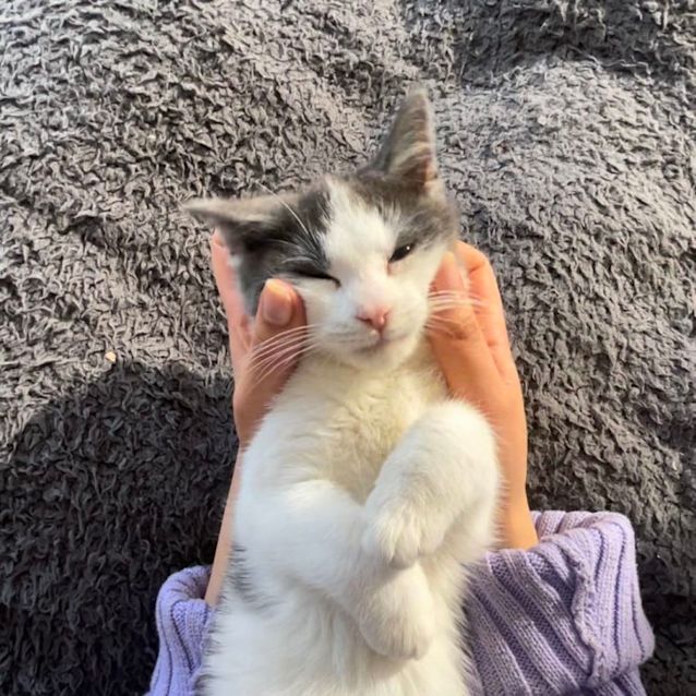 Photo of Finley   Located In Braybrook