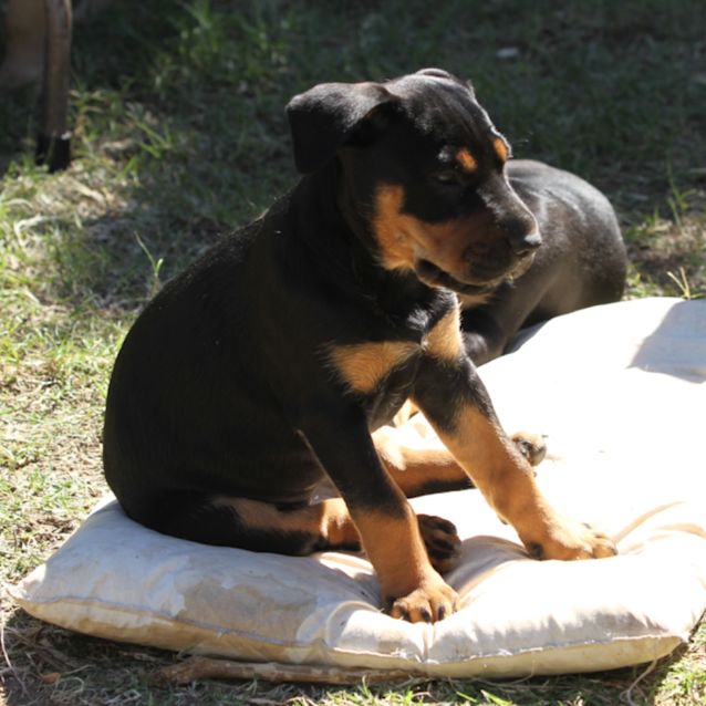 Photo of Athena