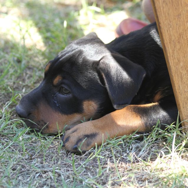 Photo of Athena