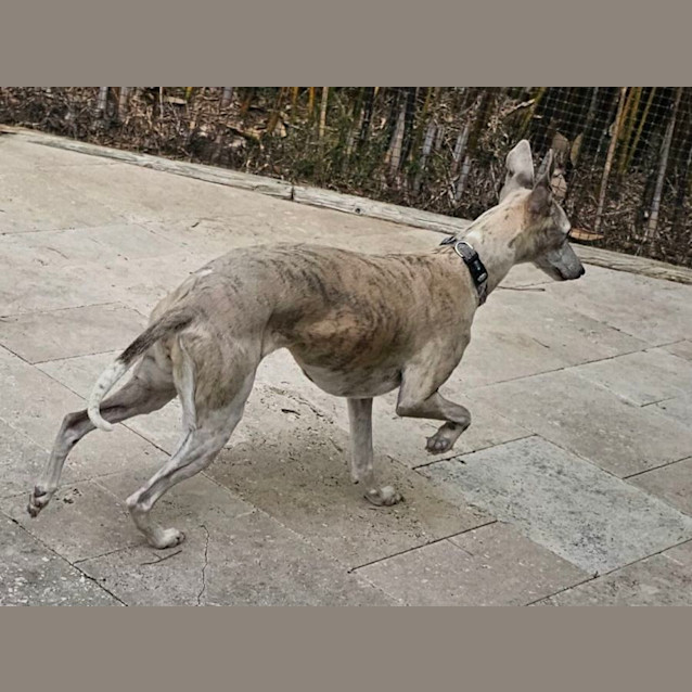 Photo of Marley & Mitsy 