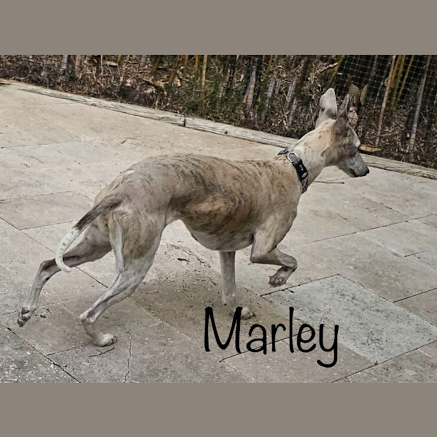 Photo of Marley & Mitsy 