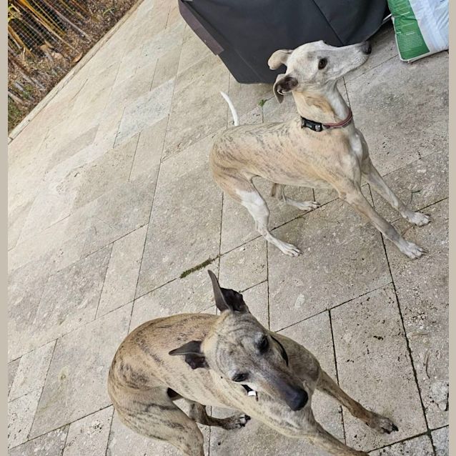 Photo of Marley & Mitsy 