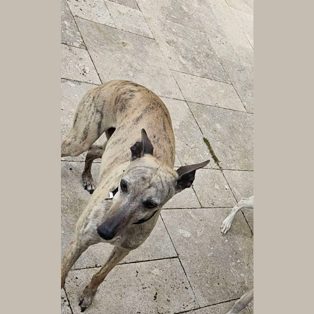 Photo of Marley & Mitsy 