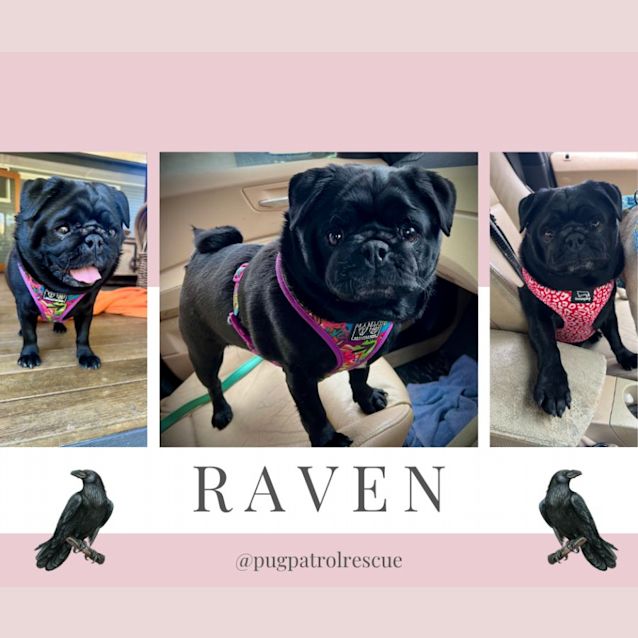 Photo of Raven The Pug 🖤