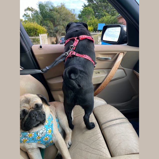 Photo of Raven The Pug 🖤