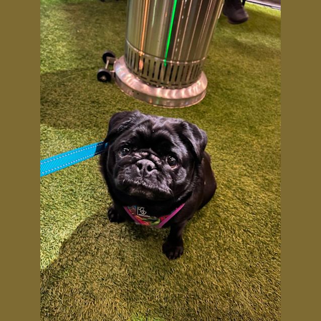 Photo of Raven The Pug 🖤