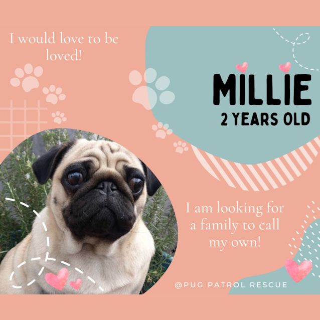 Photo of Millie The Pug 🌵