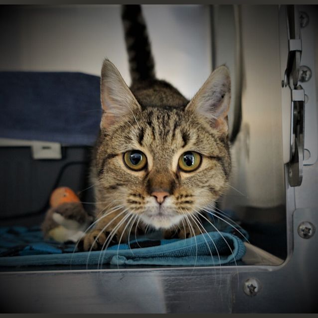 Photo of Ina (Tiger)