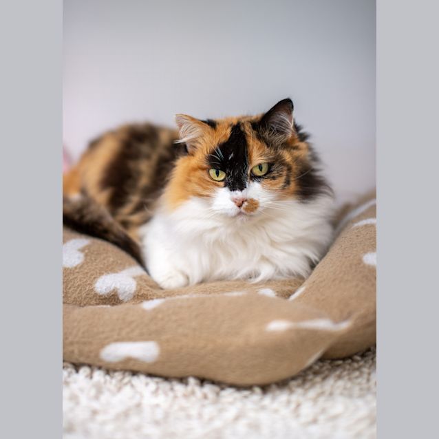 Photo of Ophelia
