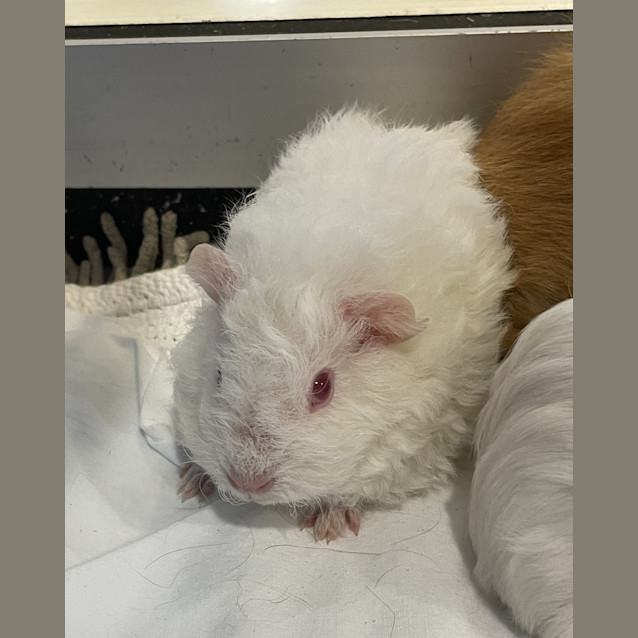 Photo of Squeak