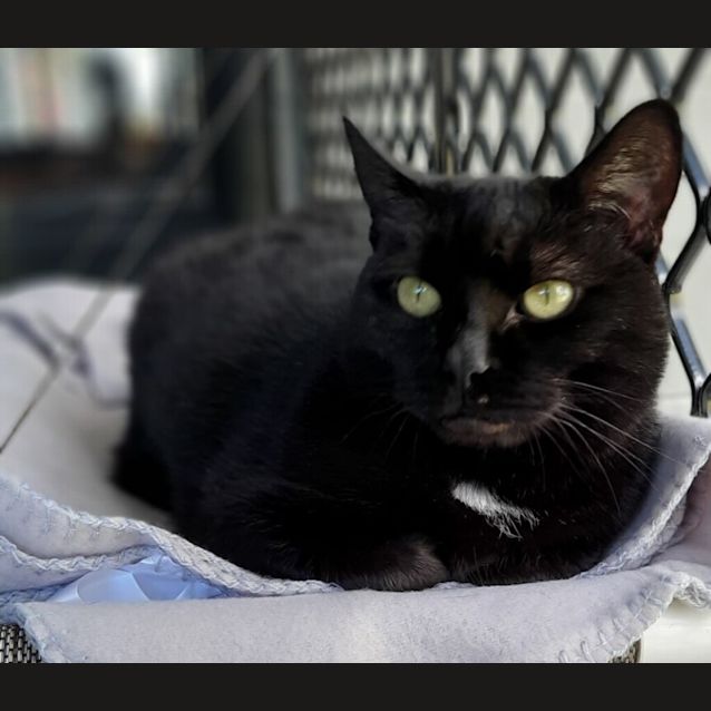 Photo of Miss Spot