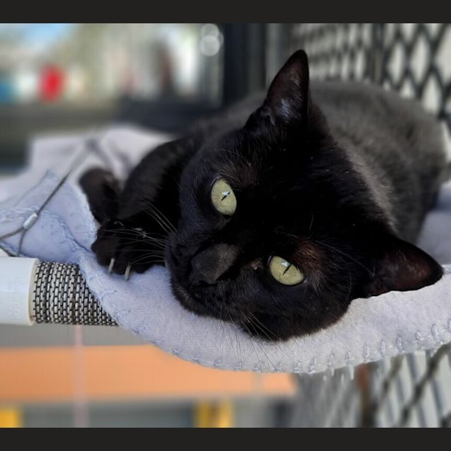 Photo of Miss Spot