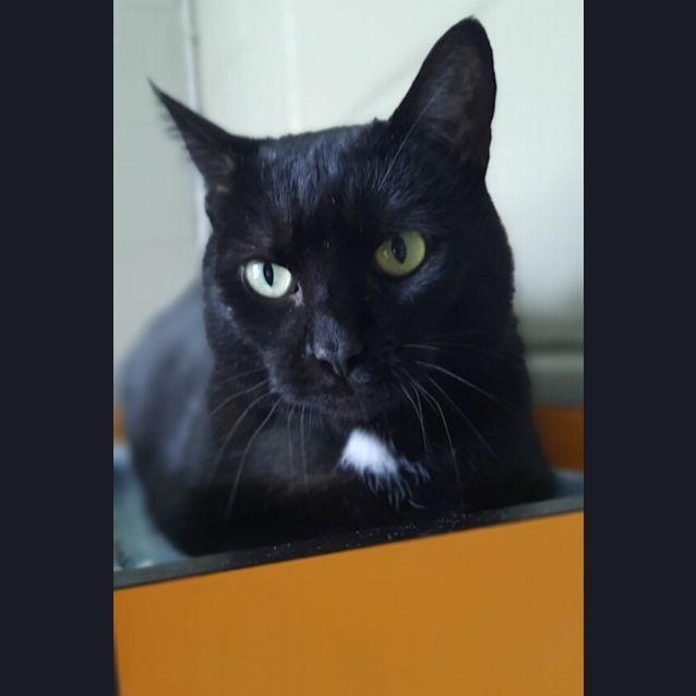 Photo of Miss Spot
