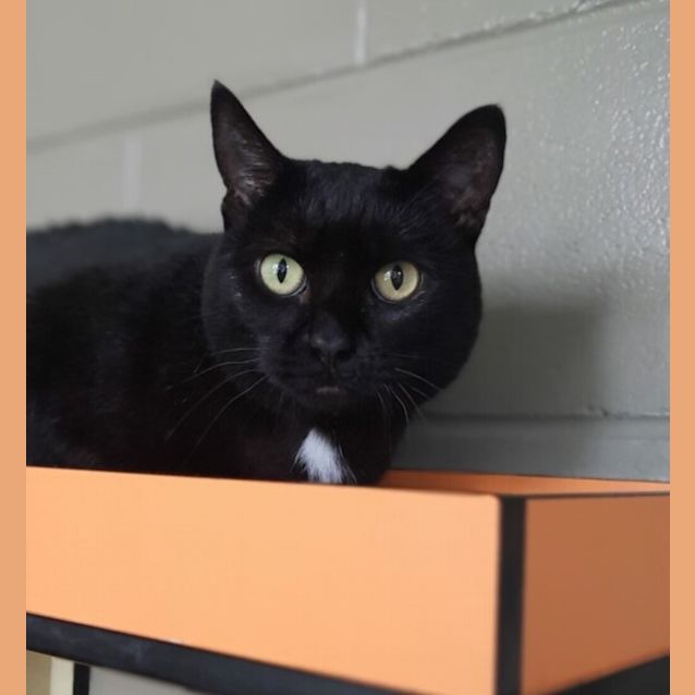 Photo of Miss Spot