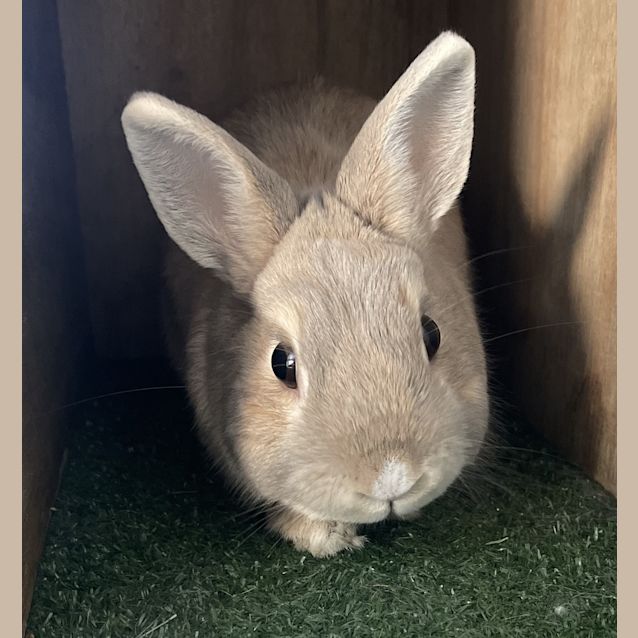 Photo of Boris