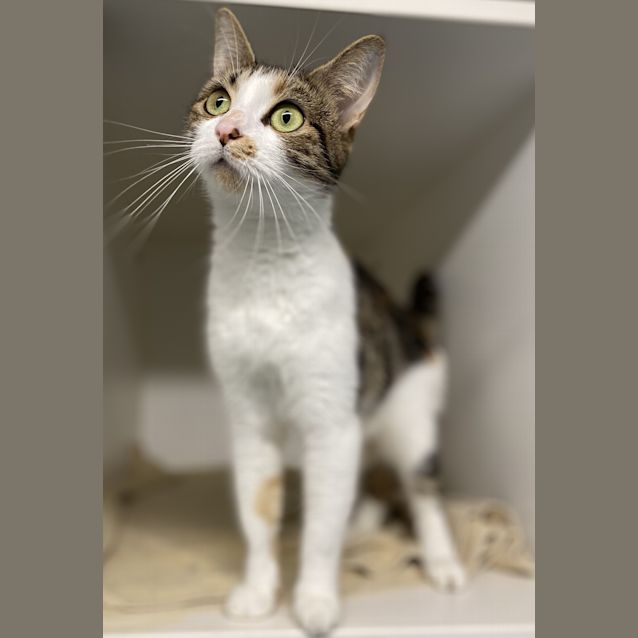 Photo of Tulip