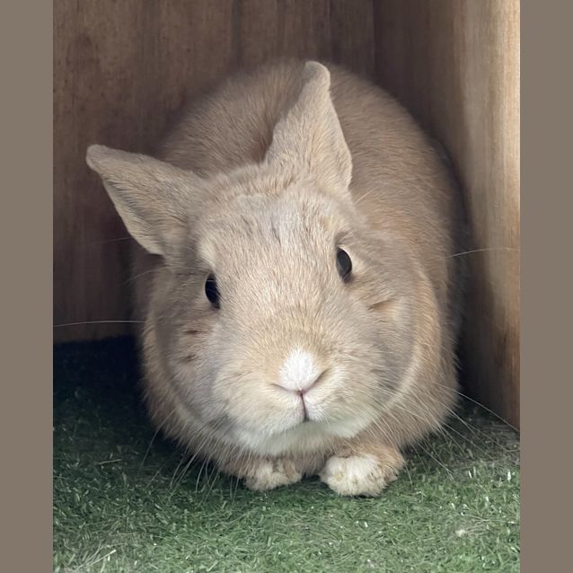 Photo of Boris