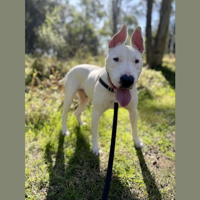 Photo of Odie