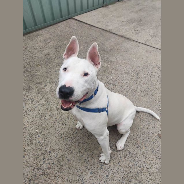 Photo of Odie