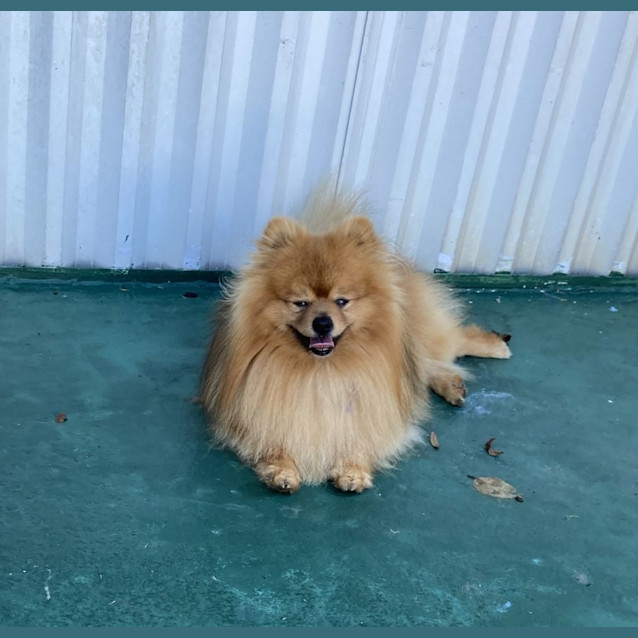 Photo of Albie 🏆 Pomeranian (On Trial 15/8/23)