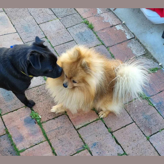 Photo of Albie 🏆 Pomeranian (On Trial 15/8/23)