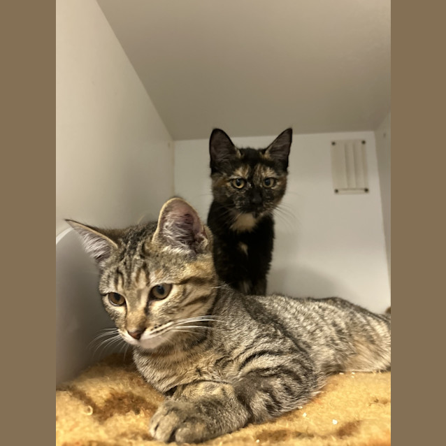 Photo of Tequila 
